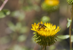 Dianthidium