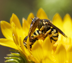 Dianthidium
