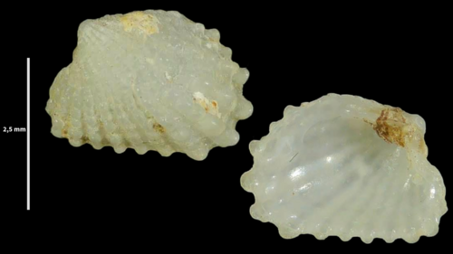 Cardita calyculata