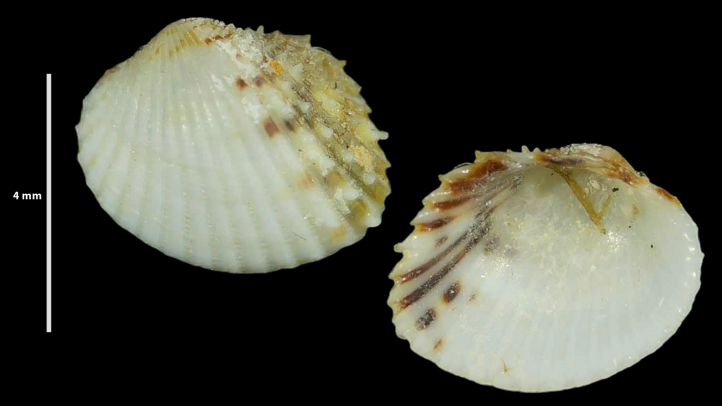Parvicardium scriptum