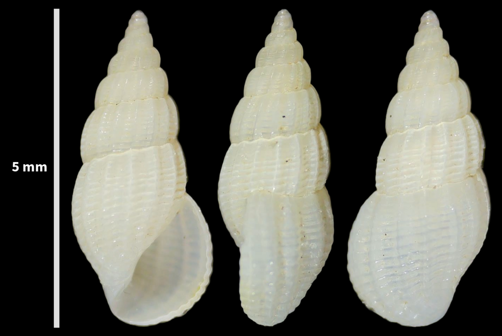 Bruguiere's risso