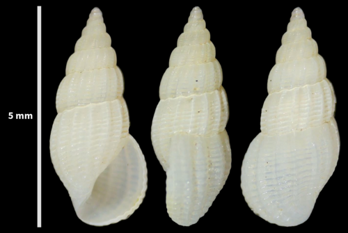 Bruguiere's risso