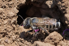 Megachiloides