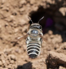 Megachiloides