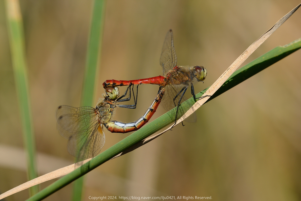 Sympetrum cordulegaster