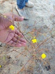 Eulobus crassifolius