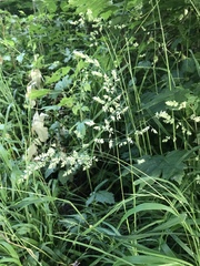 Dactylis glomerata lobata