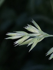 Dactylis glomerata lobata