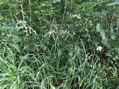 Dactylis glomerata lobata