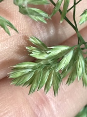 Dactylis glomerata lobata