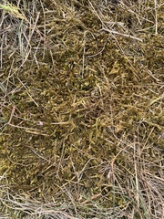 Hypnum cupressiforme lacunosum