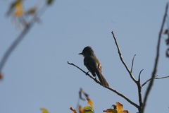 Myiarchus tuberculifer querulus