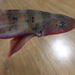 ドチザメ