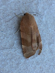 Noctua fimbriata
