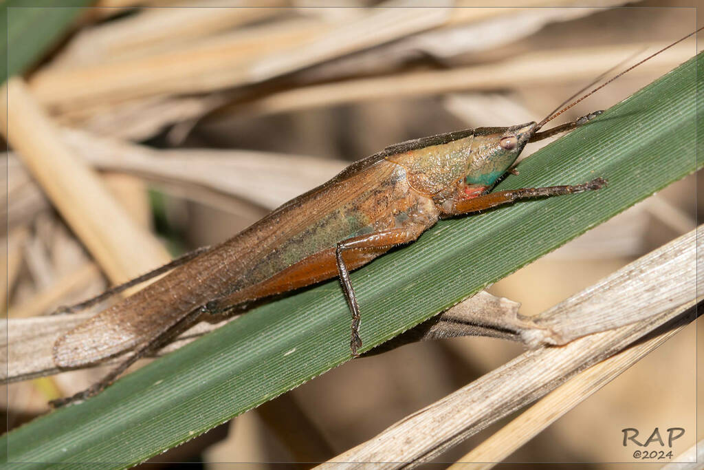 Neoconocephalus vittifrons