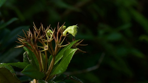 Gesneria viridiflora