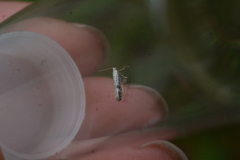 Argyresthia retinella