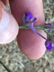 Delphinium halteratum