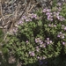 Thymus baicalensis - Photo (c) Alexei Sutkin,  זכויות יוצרים חלקיות (CC BY-NC), הועלה על ידי Alexei Sutkin