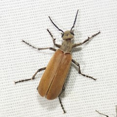 Epicauta ochrea