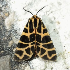 Apantesis incorrupta