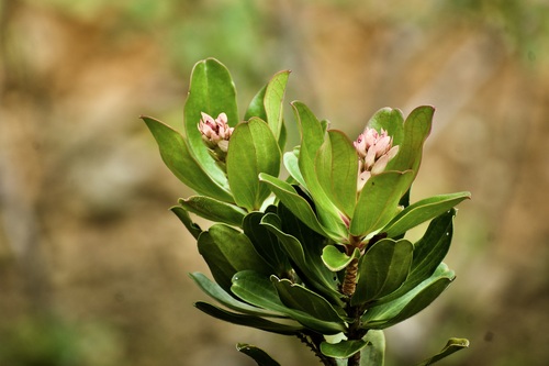 Purdiaea velutina (Purdiaea velutina)