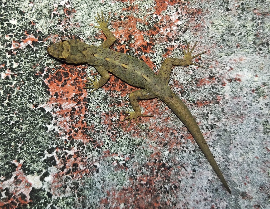 Nilgiri Day Gecko