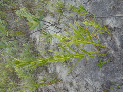 Dulichium arundinaceum