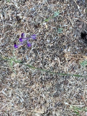 Delphinium halteratum