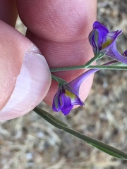 Delphinium halteratum