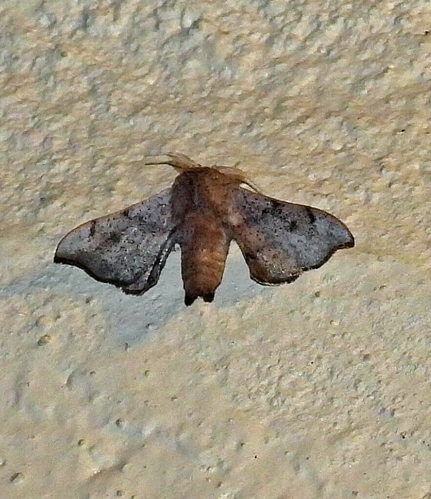 Aceclostria mus
