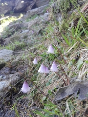 Soldanella