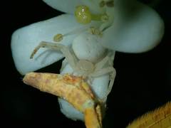 Thomisidae