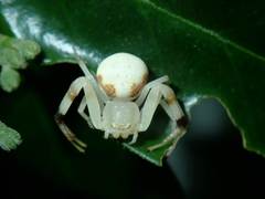 Thomisidae
