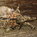 Dasychira basiflava - Photo (c) Paul Bedell,  זכויות יוצרים חלקיות (CC BY-SA), הועלה על ידי Paul Bedell