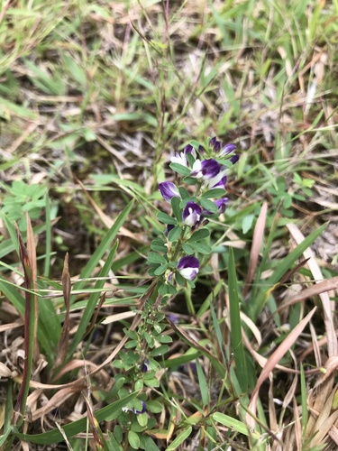 Lespedeza lichiyuniae iNat (1)