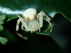 Thomisidae