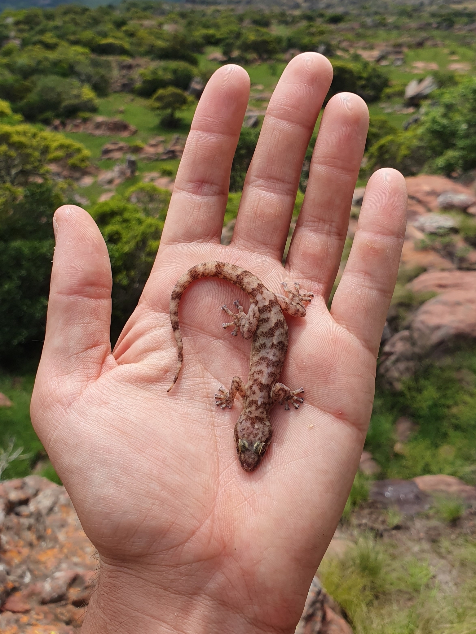Broadley's Rock Gecko photo 2