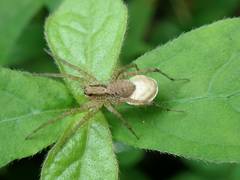 Pardosa pusiola