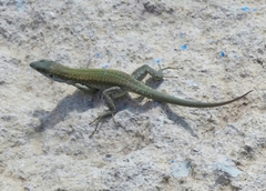 Podarcis filfolensis maltensis