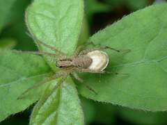Pardosa pusiola