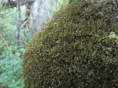 Antitrichia curtipendula