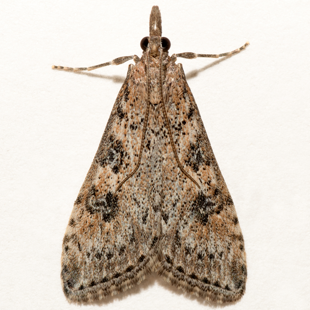 Udea brevipalpis