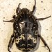 Protaetia acuminata - Photo (c) Bug's eyes photography,  זכויות יוצרים חלקיות (CC BY-NC-ND), הועלה על ידי Bug's eyes photography
