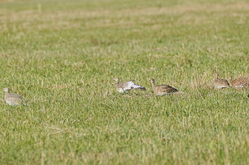 Little Bustard