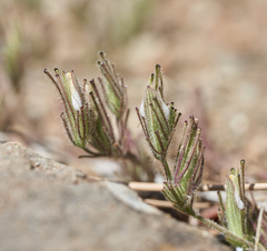 Cordylanthus nidularius