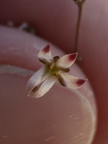 Image of Nemacladus orientalis by (c) Matt Berger, some rights reserved (CC BY)