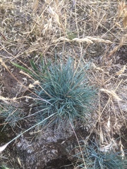 Festuca pallens