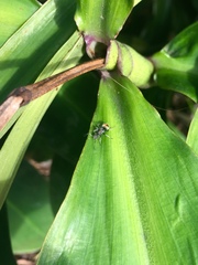 Polyrhachis vermiculosa