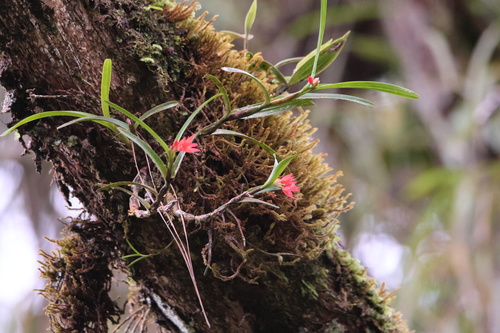 Scaphyglottis imbricata, photograph 5